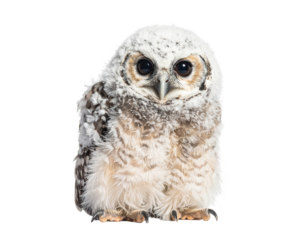 Adorable Baby Owl with Soft Round Eyes on White Background
