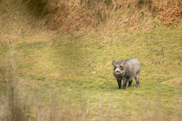 Obraz premium Wild Boar standing on a mossy floor in a deep forest