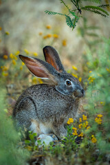 Cape scrub hare (Lepus saxatilis), also known as ribbokhaas, in dense undergrowth near historic Wupperthal village, Cederberg Mountains, Western Cape, South Africa. Nocturnal animal in fynbos habitat.