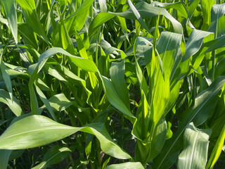 A background of overgrown green grass in an open area.