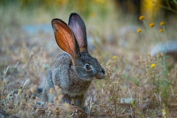Cape scrub hare (Lepus saxatilis), also known as ribbokhaas, in dense undergrowth near historic Wupperthal village, Cederberg Mountains, Western Cape, South Africa. Nocturnal animal in fynbos habitat.