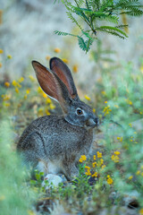 Cape scrub hare (Lepus saxatilis), also known as ribbokhaas, in dense undergrowth near historic Wupperthal village, Cederberg Mountains, Western Cape, South Africa. Nocturnal animal in fynbos habitat.