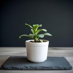 Small green succulent plant in a white pot resting on a dark slate plate indoors