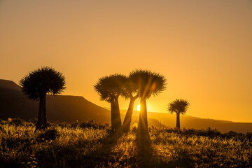 Quiver trees or kokerboom (Aloidendron dichotomum, prev. Aloe dichotoma), at sunset near Wupperthal in the Cederberg Mountains, Western Cape, South Africa. Arid scene with succulents in golden light.