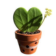 green plant in a pot