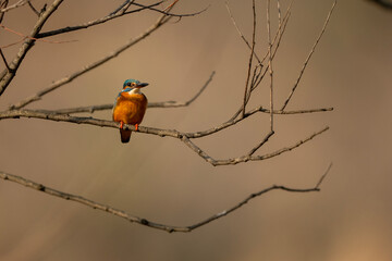 Natural wetland habitat supports common kingfisher resting quietly on branch