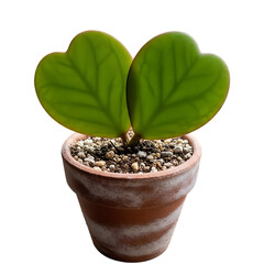 green plant in a pot