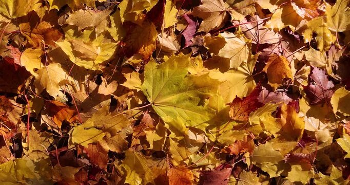 the ground in the park is completely covered with orange foliage with deciduous trees , the wide beautiful freshly fallen maple foliage on the ground completely covers everything