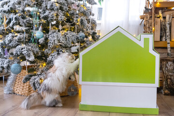 Christmas tree decor tiny house of small size and cat in interior home. Gift for New Year, Pet house. Insurance, moving to new house, mortgage, rent and purchase real estate
