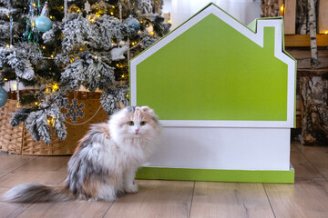 Christmas tree decor tiny house of small size and cat in interior home. Gift for New Year, Pet house. Insurance, moving to new house, mortgage, rent and purchase real estate