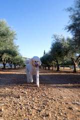 Fototapeta premium White poodle walking toward camera in olive grove on sunny day