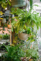 多種多様な観葉植物に囲まれたショップの風景