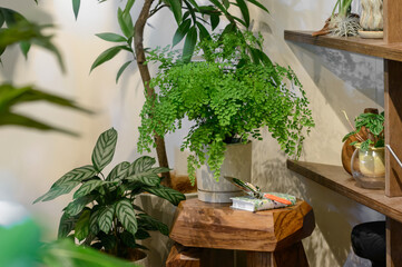 アジアンタムの鉢植えとガーデニングツール　お洒落なインテリア空間で楽しむ観葉植物