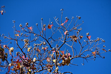 色づいた葉っぱが随分散った枝に、白い果実が沢山ついているナンキンハゼ