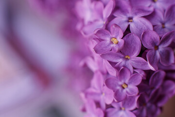 Obraz premium Purple lilac flowers background with soft focus and copy space