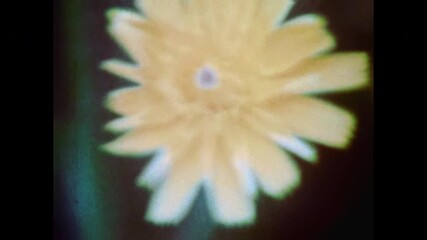 Close up, yellow wildflower blooming in summer meadow. Natural floral plant surrounded by green grass. Pure garden nature in calm wild rural landscape. Old film. Archival retro 1970s. Vintage archive