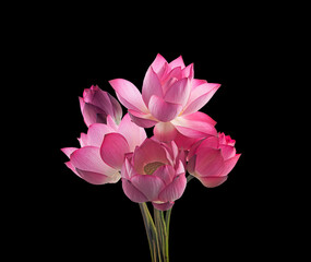 fresh pink royal lotus flowers on black background,isolated