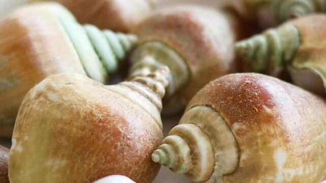 Close Up of Fresh Conch Shells Served in a White Dish