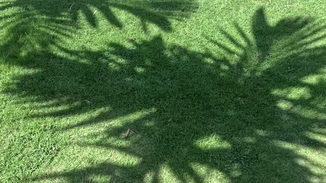 Dynamic Palm Leaf Shadows on Vibrant Grass