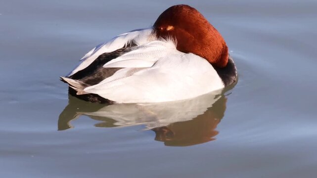 Redhead Duck Resting and Floating on Calm Blue Water Surface