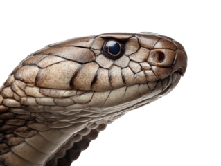 Close-Up of a King Cobra Snake 