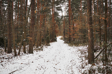 leśna droga,zima