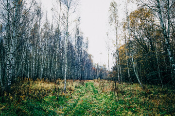Bright birch forest in late autumn in cloudy weather