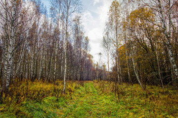 Bright birch forest in late autumn in cloudy weather