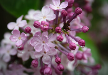 Close-up lilac flowers at spring. Shallow depth of field.