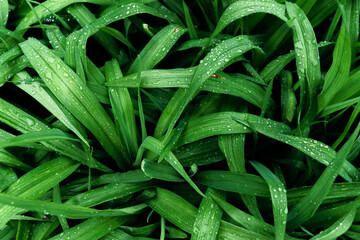 Green leaf with water drops, selective focus with shallow depth of field.