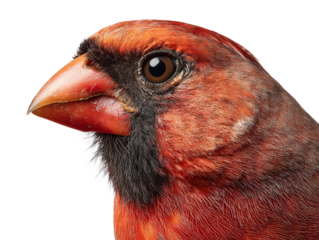 Vibrant Male Cardinal Close-Up