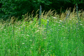 Summer background with wild grasses and flowers.
