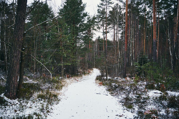 leśna droga,zima © Marcin Łazarczyk
