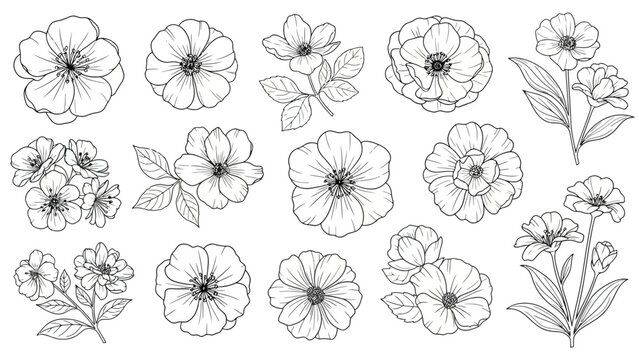 a collection of black and white line drawings of flowers and leaves