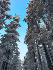 Bottom view of tall pine trees covered in thick snow against a clear blue sky, low angle perspective of a majestic winter forest canopy