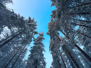 Bottom view of tall pine trees covered in thick snow against a clear blue sky, low angle perspective of a majestic winter forest canopy
