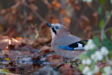 Closeup portrait of a eurasian jay. Garrulus glandarius, Jay in the nature habitat. A eurasian jay sits by a forest pond and drinks water. 