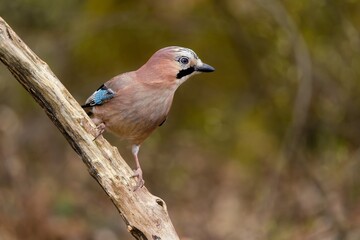 Closeup portrait of a eurasian jay. Garrulus glandarius, Jay in the nature habitat. A eurasian jay sits on a branch. 