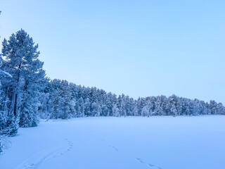 Wide view of a frozen winter plain with animal tracks in the snow, dense forest line covered in hoarfrost under a cold blue sky