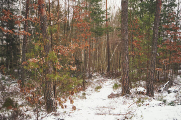 leśna ścieżka,zima 