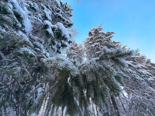 Low Angle Close Up of Heavy Snow Laden Spruce Branches Against a Bright Blue Winter Sky