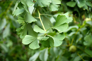 Obraz premium Green ginkgo biloba leaves with unique fan-shaped structure, glistening with dew drops, surrounded by lush foliage, showcasing natural beauty and botanical diversity