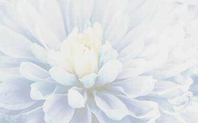 Fototapeta premium Harmonious pastel abstract: a soothing background of blended light floral colors and soft edges