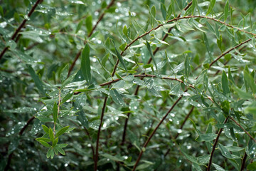 Naklejka premium Lush green foliage with glistening droplets of water on leaves, creating a vibrant natural scene, showcasing the beauty of nature and freshness after rain