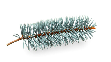A highly detailed close-up of a blue spruce branch showcases its soft blue-green needles, fine texture, and subtle color variations against a pure white background. The branch features a thin brown st