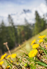 Spring flowers blooming in alpine meadows of Leutasch with Tyrolean mountains in the background.