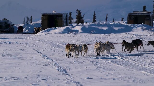 Iditarod sled dogs training with musher