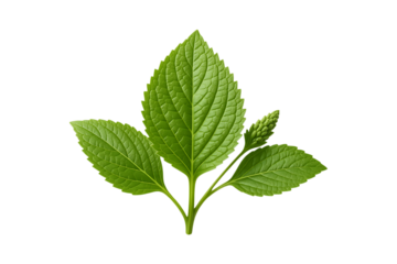 a green leafy branch on transparent background high quality professional
