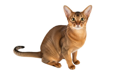 Elegant Abyssinian cat PNG isolated on transparent background, beautiful ruddy feline with ticked...