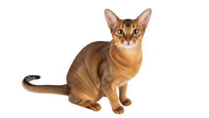 Elegant Abyssinian cat PNG isolated on transparent background, beautiful ruddy feline with ticked coat and expressive eyes for pet-related designs
